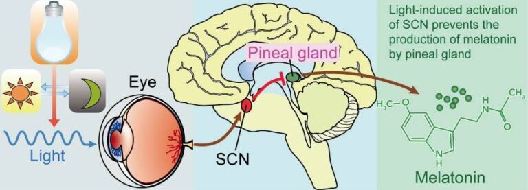 An image showcasing how light modulates melatonin production in the pineal gland