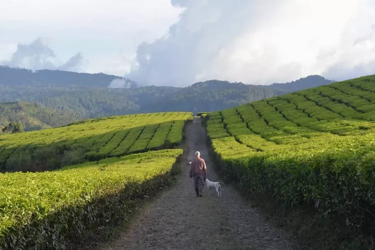 Kebun Teh Ciater: Surga Hijau di Kaki Gunung Tangkuban Perahu